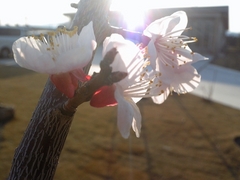 春の訪れ・アンズの花が咲きました
