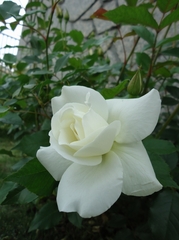 純白のバラ、開花!!
