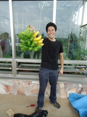 2房目のバナナの収穫