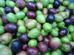 オリーブの大収穫祭