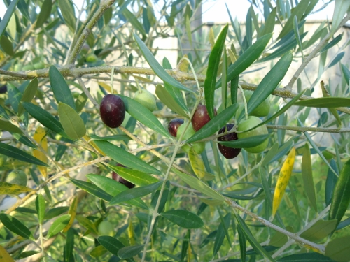 Olive-023.jpg