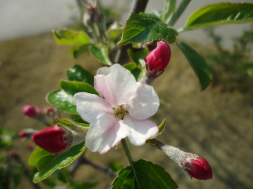 りんごとアメリカンチェリーの開花 Osato Laboratory Garden
