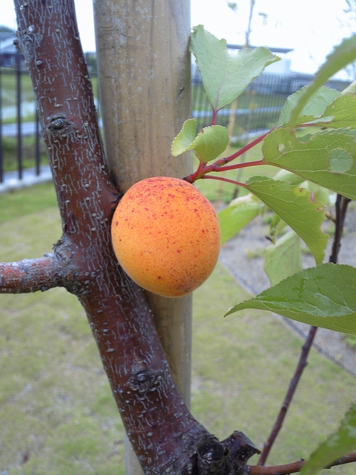 apricot-005.JPG