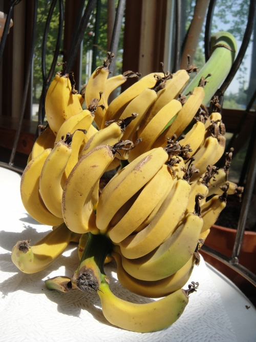 banana-026 (500x667).jpg