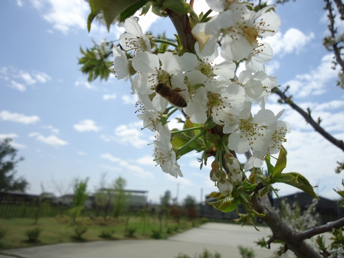 アメリカンチェリーの白い花 Osato Laboratory Garden