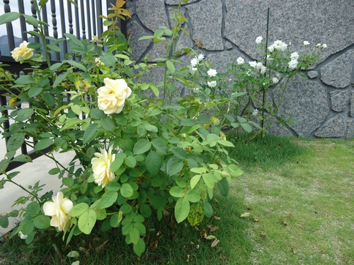 rose-014.JPG