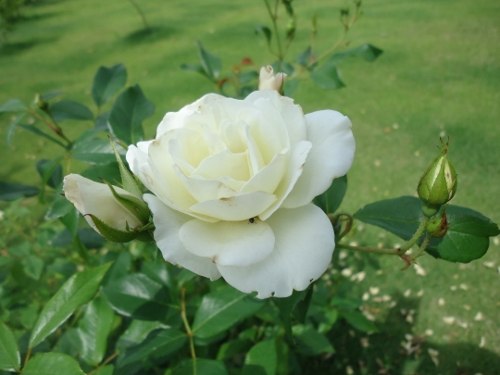 rose-036 (500x375).jpg