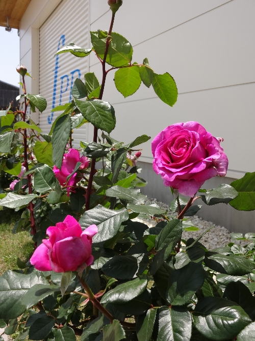 rose-038 (500x667).jpg