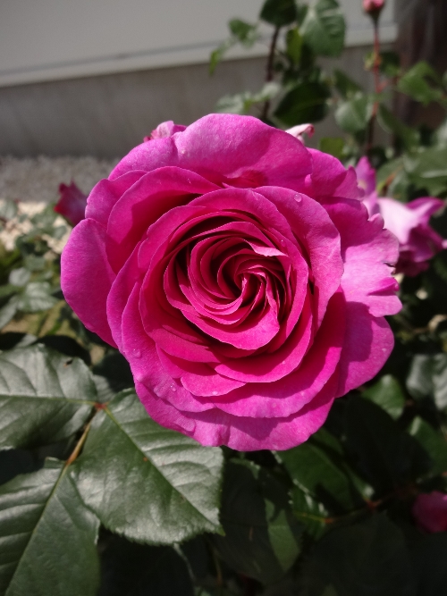 rose-039 (500x667).jpg