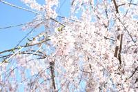 今年も満開の桜