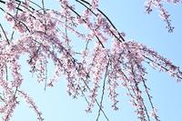 満開の大里ラボラトリーガーデンの桜