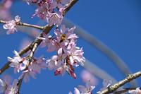 満開の大里ラボラトリーガーデンの桜