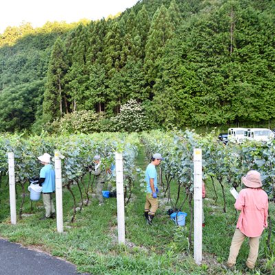 2023　ブドウ収穫 for ORI WINE
