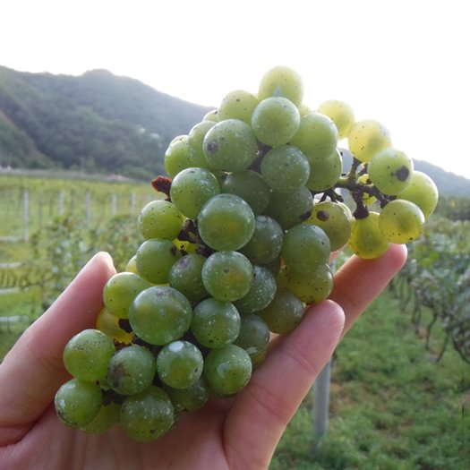 2025 ブドウの収穫祭