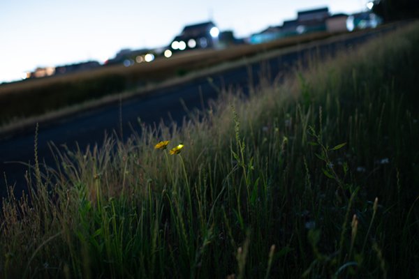 2026.05.25_hotaru2.jpg