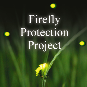 今年初のホタルの幼虫が上陸しました!!